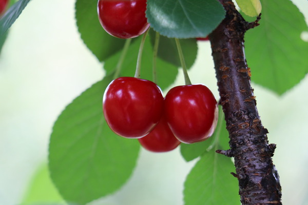 Planter cerisier cerisier Valentine Lubera