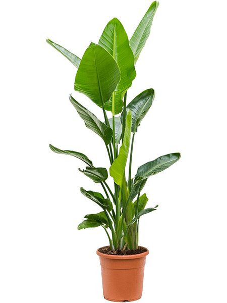 Strelitzia nicolai (120-140), Tuff, im 24cm Topf, H�he 130cm, Breite 60cm