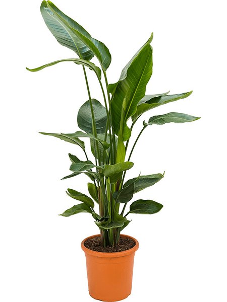Strelitzia nicolai, Tuff, im 26cm Topf, H�he 110cm, Breite 70cm