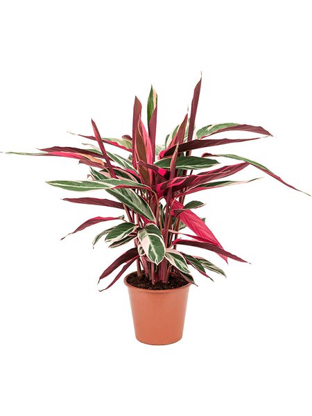 Stromanthe Sanguinea 'Triostar', Busch, im 19cm Topf, H�he 55cm, Breite 45cm