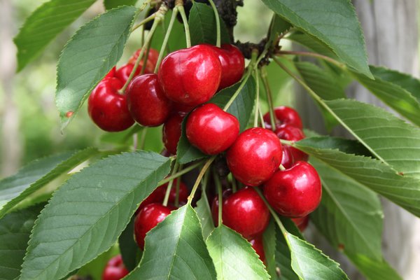 Cerisier Lapins, Tailler un cerisier