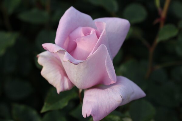 Vari&eacute;t&eacute; de rosier Synactiv by Shiseido