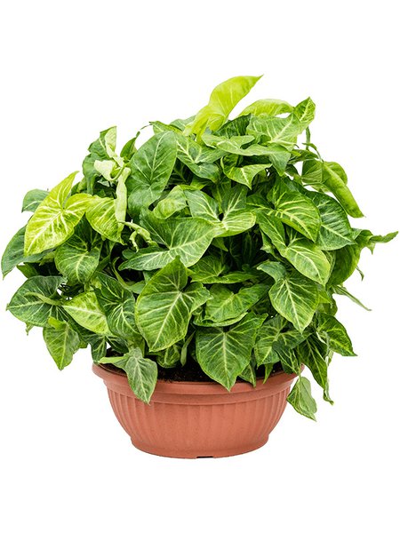Syngonium 'Arrow', Busch, im 35cm Topf, H�he 55cm, Breite 70cm