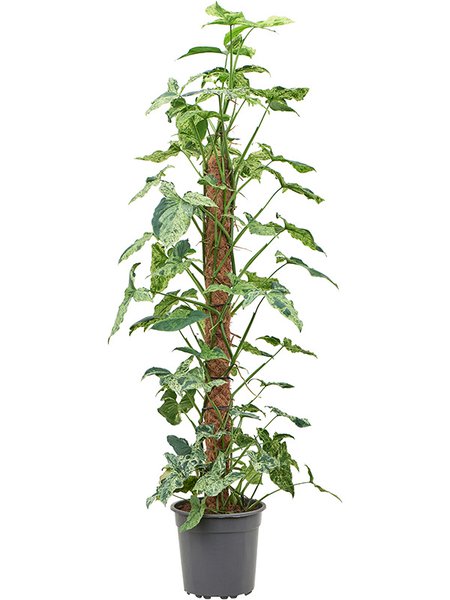 Syngonium mottled 'Mojito', Moosstab 120, im 27cm Topf, H�he 140cm, Breite 60cm