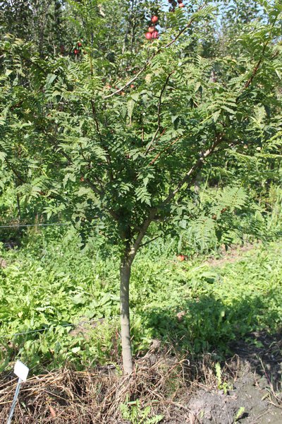 Planter le poivrier du Sichuan Zanthoxylum piperitum