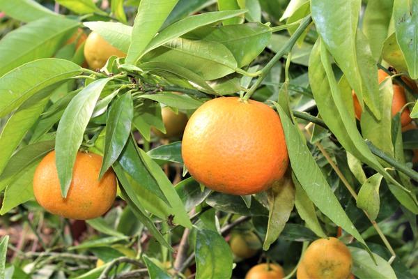Hiverner les agrumes, Tardivo Clementine Lubera, citrus