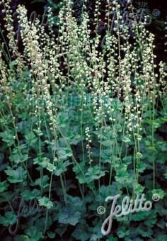 Tellima grandiflora, Staude, P�ppel