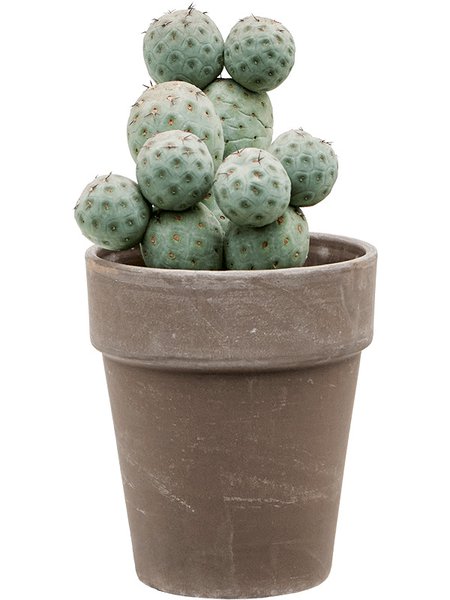 Tephrocactus geometricus, Verzweigt, im 17cm Topf, H�he 45cm, Breite 30cm