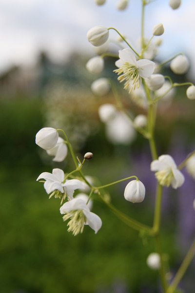 Thalictrum delavayi 'Splendid White' (S)