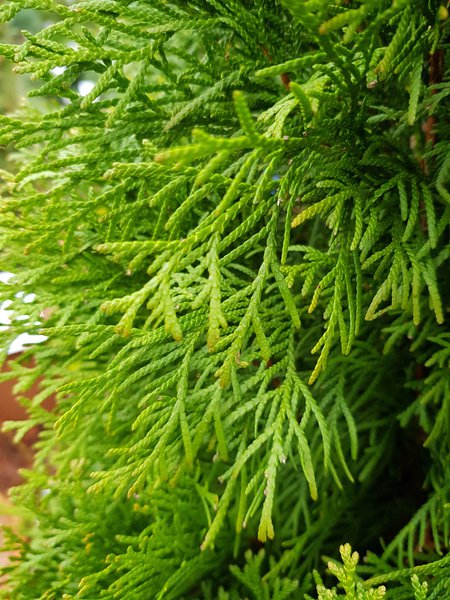 Thuja occidentalis Smaragd