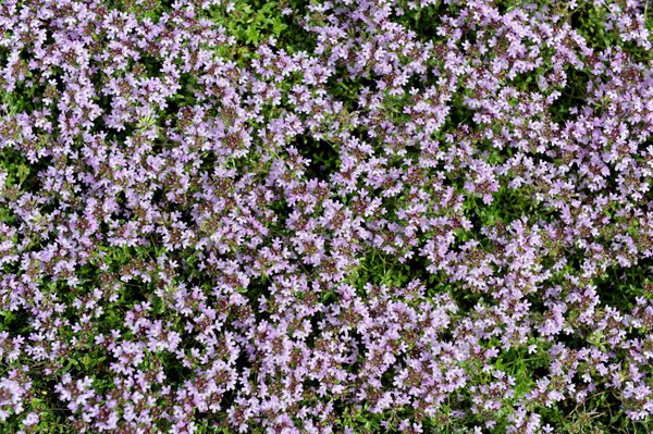 Le thym comme plante couvre-sol
