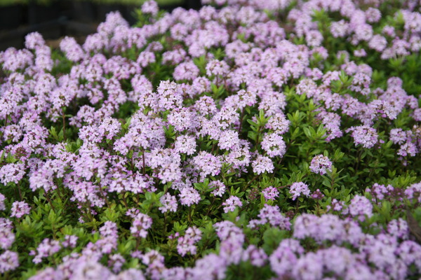 rosiers en pot