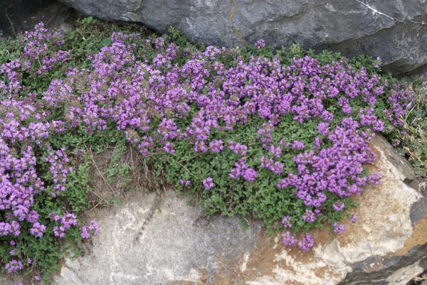 Thymus serpyllum en fleurs, couvre-sol utilis&eacute; comme alternative &agrave; la pelouse