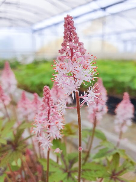 Tiarella laciniata 'Angel Wings', zipfelbl�ttrige Schaumbl�te
