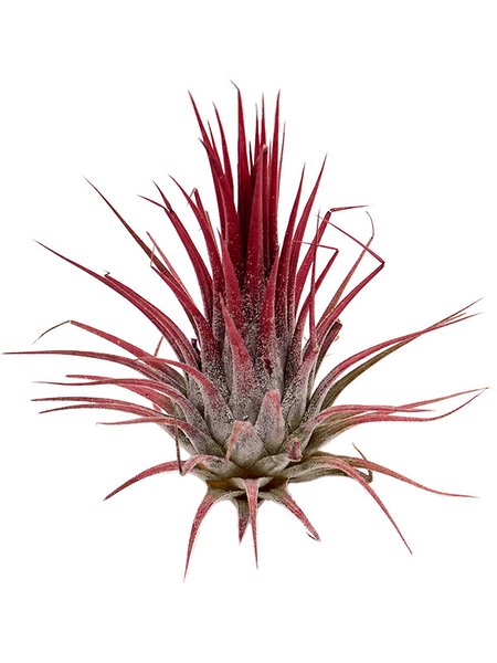 Tillandsia ionatha red 20/box, Airplant, H�he 8cm