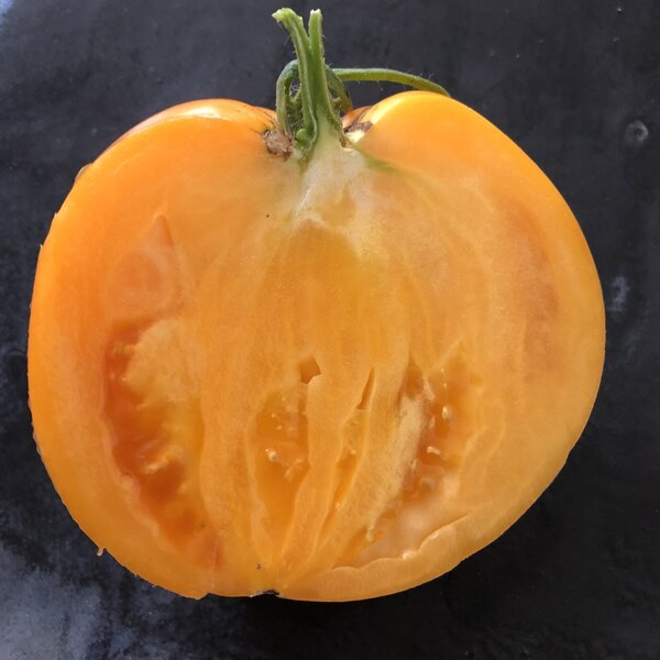 Tomate, Orange Ananas, Solanum lycopersicum