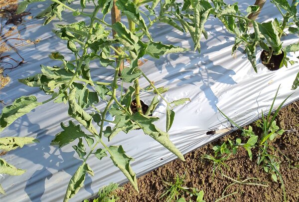 Enroulement des feuilles de tomates, chaleur