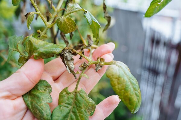 Enroulement des feuilles de tomates, dommage par le froid