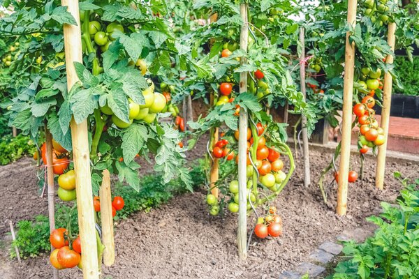 Les tomates dans le jardin, la culture des tomates, en pleine terre