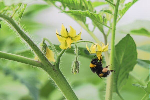 Fleur de tomate, bourdon