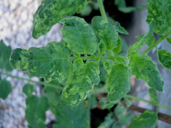 virus de la mosaique de la tomate, Enroulement des feuilles de tomates