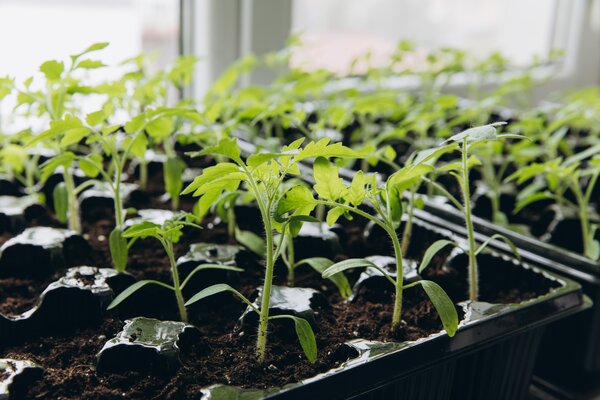 Semis des l&eacute;gumes-fruits, semis des tomates en int&eacute;rieur, cultiver des l&eacute;gumes-fruits en pr&eacute;-semis