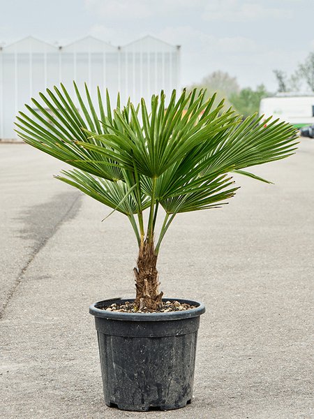 Trachycarpus fortunei (90-120), Stamm (10-20), im 33cm Topf, H�he 105cm, Breite 80cm