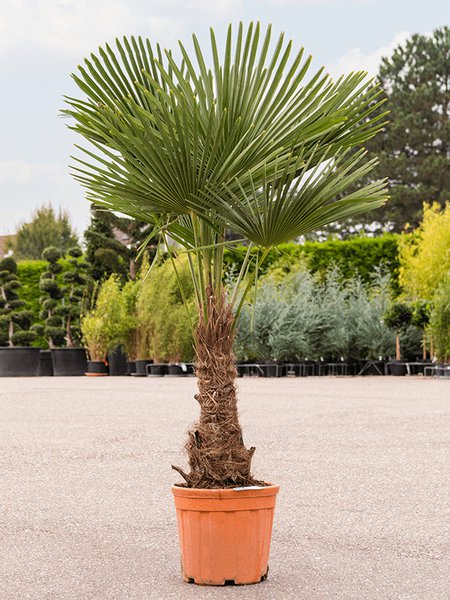 Trachycarpus fortunei, Stamm (50-60), im 40cm Topf, H�he 165cm, Breite 100cm