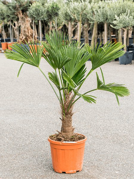Trachycarpus wagnerianus, Stamm (30-40), im 32cm Topf, H�he 130cm, Breite 80cm