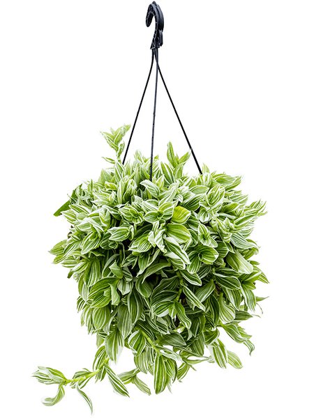 Tradescantia albiflora 'Albovittata', Ampel, im 16cm Topf, H�he 40cm, Breite 35cm