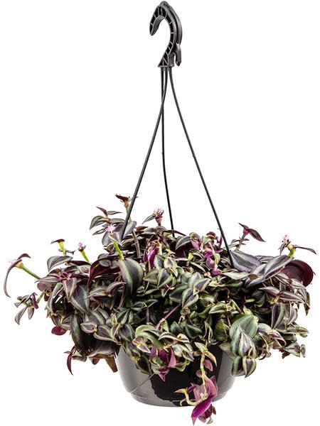 Tradescantia zebrina 'Purpurea', Ampel, im 20cm Topf, H�he 30cm, Breite 35cm
