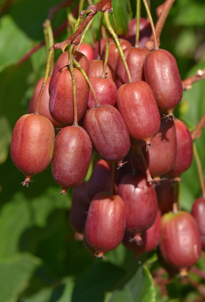 reichliche Ernte roter Traubenkiwis