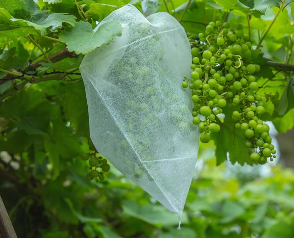 Housses &agrave; raisins Botra