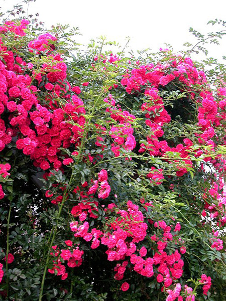 Ein Busch ''Excelsa' in �ppiger hellroter Bl�te