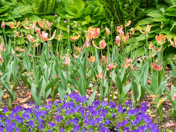 Pourquoi mes tulipes ne fleurissent pas, Lubera