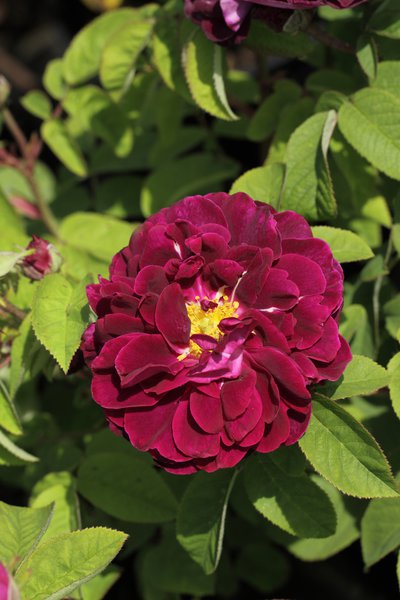 Rose 'Tuscany Superb'
