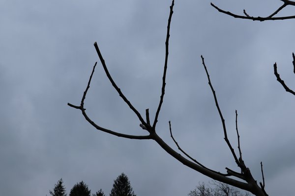 Tailler le figuier, figues Twotimer Lubera