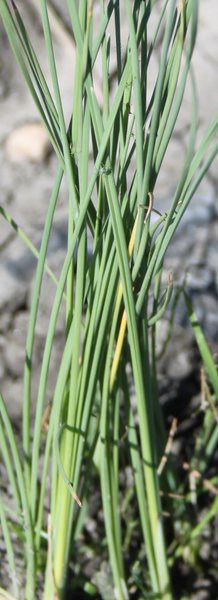 Typha minima