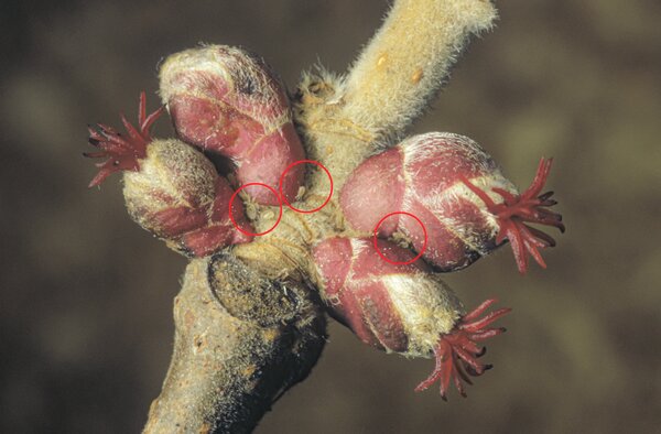 Acariens pr&eacute;dateurs sur des bourgeons de noisetier, Typhlodromus, en hibernation