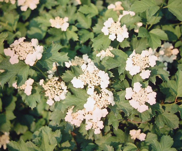 Viorne obier Viburnum opulus