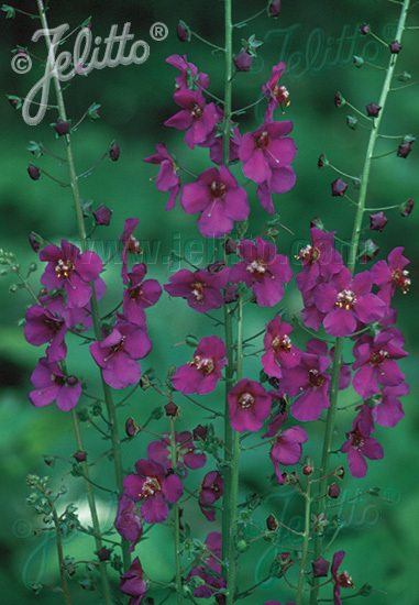 Verbascum phoeniceum 'Violetta'