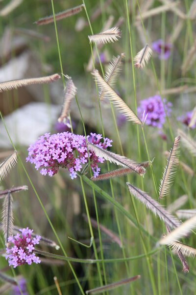 Verbena bonariense 'Lollipop', niedriges Eisenkraut