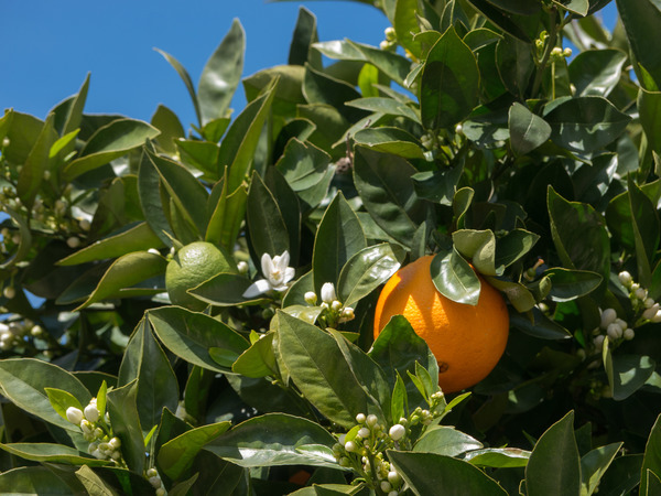 fleur d'oranger