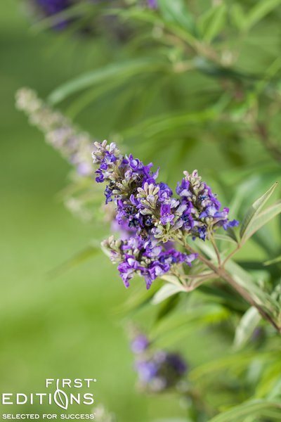 M�nchspfeffer 'Blue Puffball' Vitex agnus-castus 'Blue Puffball'