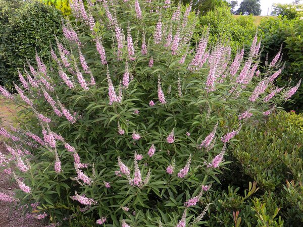 Vitex Galactic Pink, Arbustes r&eacute;sistants &agrave; la s&eacute;cheresse