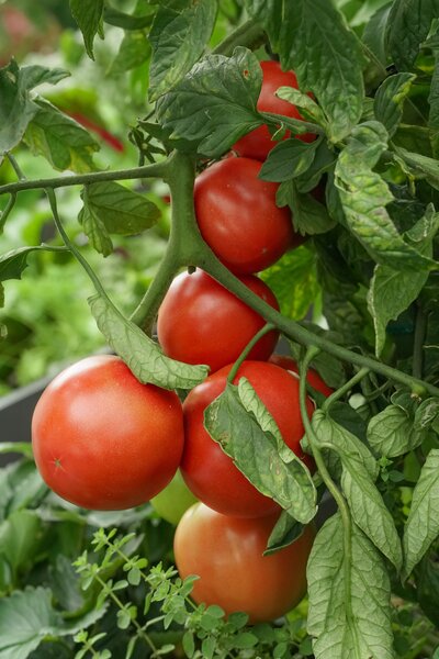 Vivagrande, Freilandtomate, Tomate, Lycopersicum, Fleischtomate