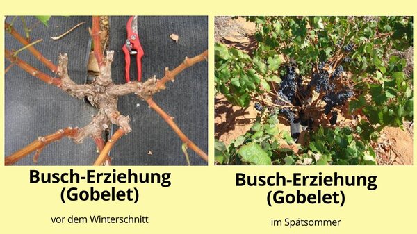 Culture de la vigne en gobelet Photo avant la taille d'hiver : par Andrew Teubes, CC BY-SA 2.0, https://commons.wikimedia.org/w/index.php?curid=14909345, photo &agrave; la fin de l'&eacute;t&eacute; : Wikicommons, licence Creative Commons Attribution-Share Alike 2.0 Generic