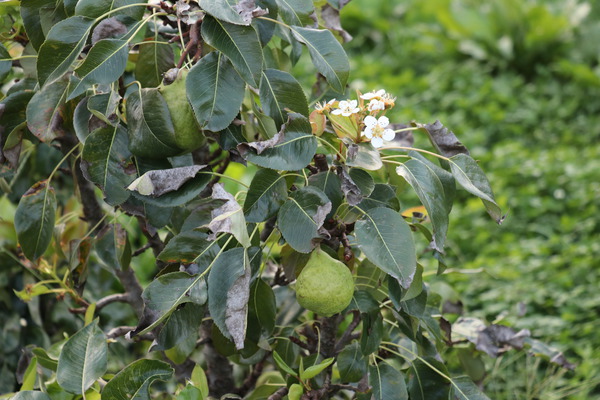 floraison pr&eacute;coce de fruitiers et d&rsquo;arbustes baccif&egrave;res Lubera