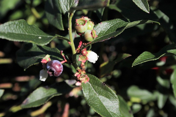 floraison pr&eacute;coce myrtillier Lubera