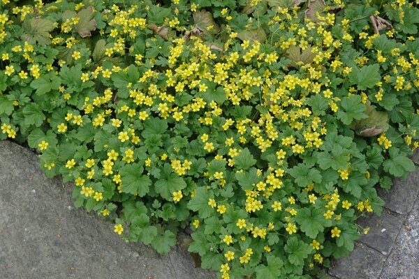 Waldsteinia geoides, couvre-sol pour l&rsquo;ombre et la mi-ombre